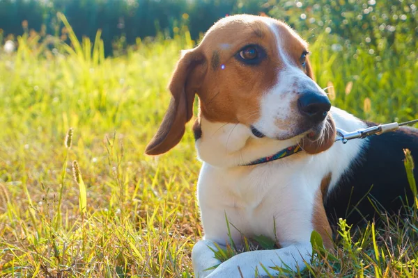 Cão Beagle Cão Caça Estónio Cãozinho Adorável Para Passeio Gramado — Fotografia de Stock