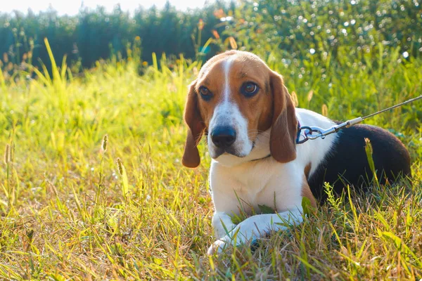Beagle Dog Perro Sabueso Estonio Adorable Cachorro Para Paseo Por — Foto de Stock