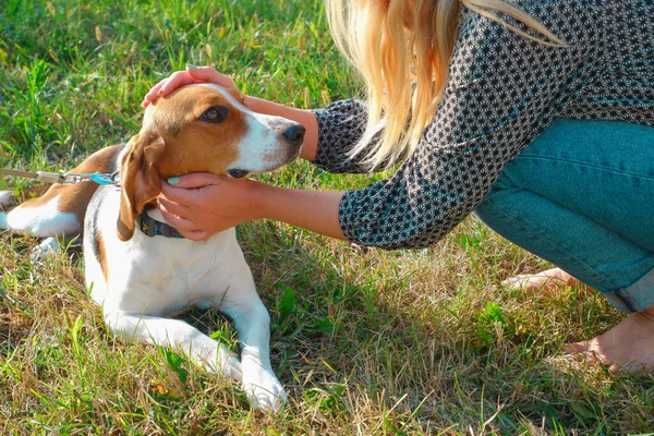 Menina Brinca Com Cão Caça Estoniano Cãozinho Adorável Para Passeio — Fotografia de Stock
