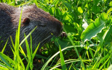 Vahşi su cevizi coypu bataklık gölünün kıyısında yeşil ot yer. Nutria nehir kenarında yiyecek arıyor.