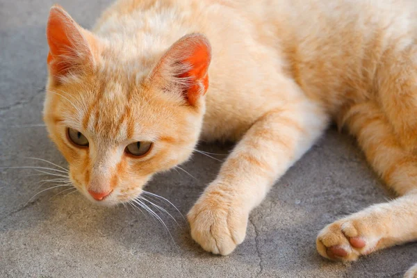 Імбирний Кіт Лежить Бетонному Шляху Червона Кішка Відпочиває Сонці — стокове фото