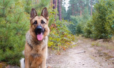 Ormanda yürüyüşe çıkan Alman çoban köpeği..