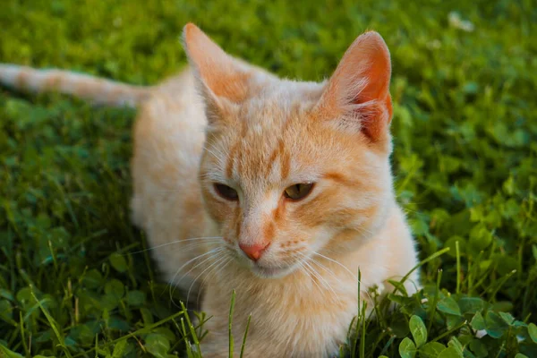 Ingefära Katten Ligger Det Gröna Gräset Den Röda Katten Vilar — Stockfoto