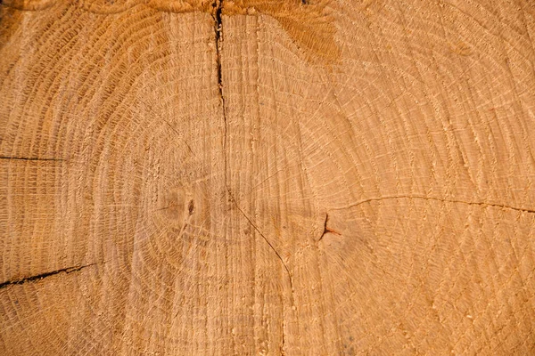 Tło Drewna Cięcie Dębu Pierścienie Drzew Cięcie Drewna Dębowego Bliska — Zdjęcie stockowe