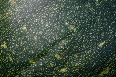 Geçmişi. Balkabağı kabuğu yakın plan. Yeşil-sarı doğal desen.