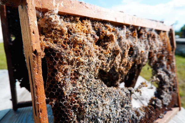 Wachsmotte Bienenschädlinge Ein Von Einem Wachsmotten Beschädigter Bienenrahmen Insektenschädlinge — Stockfoto