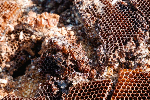 Восковая Моль Пчеловодческие Вредители Пчелиная Рама Поврежденная Восковой Молью Паразиты — стоковое фото