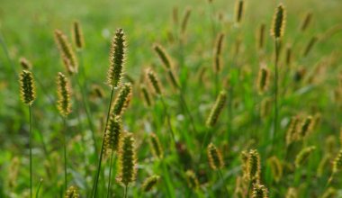 Doğal arka plan. Çimen dokusu. Çim biçilmemiş yeşil çimlerin yakın planı batan güneşin arka ışığına karşı.