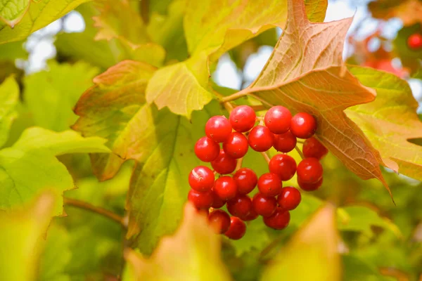 Paisaje Otoño Hojas Multicolores Color Amarillo Verde Anaranjado Arbusto Viburnum —  Fotos de Stock