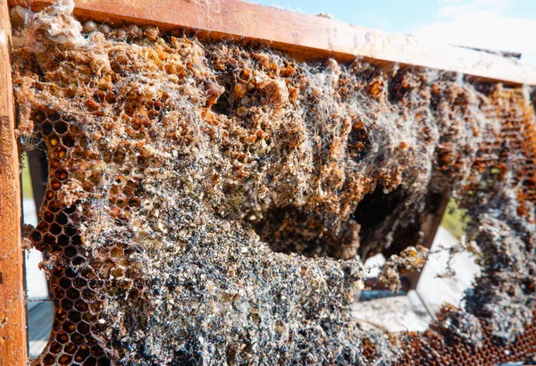 Wachsmotte Bienenschädlinge Ein Von Einem Wachsmotten Beschädigter Bienenrahmen Insektenschädlinge — Stockfoto