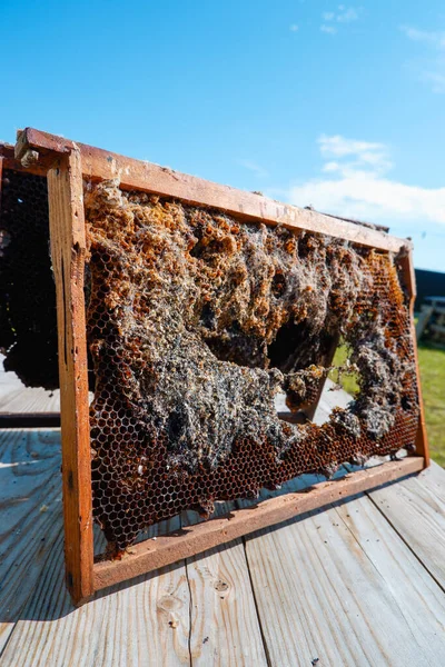 Woskowa Ćma Szkodniki Pszczelarskie Rama Pszczół Uszkodzona Przez Ćmę Woskową — Zdjęcie stockowe