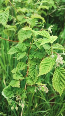 Yeşil bir bahçede yetişen genç ahududu yapraklarının yakın çekimi. Büyümeyi, ilkbaharı ve organik tarımı sembolize eden parlak, taze ve canlı bir arka plan..