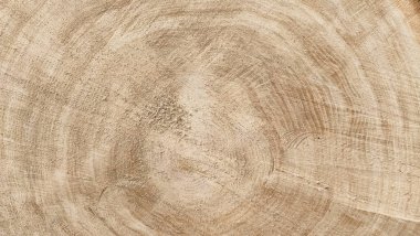 Yakın plan, yeni kesilmiş açık meşe ağacı gövdesinin tam çerçeve dokusu pürüzlü tahılları ve sentetik büyüme halkalarını gösteriyor. İdeal doğal ahşap arkaplan veya yüzey