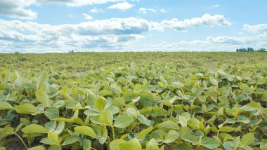 Yeşil bir tarlada yetişen taze taze soya bitkileri. Yaz mevsiminde bitki örtüsünün ilk dönemlerinde sağlıklı ekin yapraklarının yakın görüntüsü.