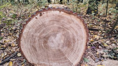 Ormanın zemininde yeni kesilmiş bir meşe ağacının gövdesinin son görüntüsü. Kalın, engebeli kabuğu ve ahşabın sentetik büyüme halkalarını açıkça gösteriyor..