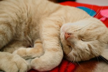 Kırmızı ve beyaz desenli bir battaniyeye uzanmış gevşemiş kızıl bir tekir kedinin yakın çekimi. Kedi, başını kameraya doğru eğmiş, uykulu ve huzurlu görünüyor.