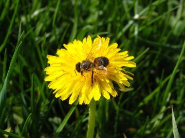 Bahar zamanı çiçek açan bir Taraxacum çiçeğinin Macro çekimi. Tozlaşma kavramı, biyolojik çeşitlilik, doğanın ekosistemi ve böceklerin çevredeki önemi.