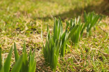 Yakın plan, düşük açılı canlı yeşil çiçek filizleri sararmış, hareketsiz çimenlerin arasında bir çizgi halinde büyür. Sahne, ılık güneş ışığı altında uyanan baharın ilk işaretlerini yakalıyor..