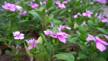 Parlak yeşil yapraklarla çerçevelenmiş canlı pembe menekşe çiçeklerinin yakın görüntüsü ve yumuşak bulanık bir arkaplan