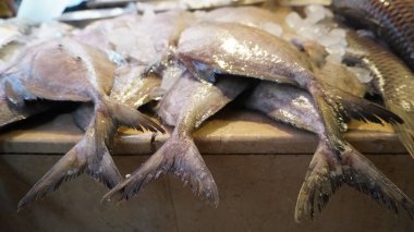 Silvery fish tails converge on ice and beige surface