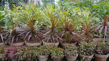 Plant nursery rows showing green, red, and purple foliage