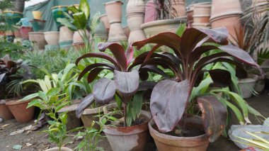 Mixed potted plants with green and maroon leaves in terracotta