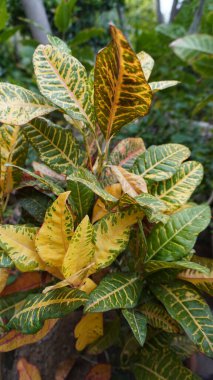 Variegated croton plant with tropical patterned foliage