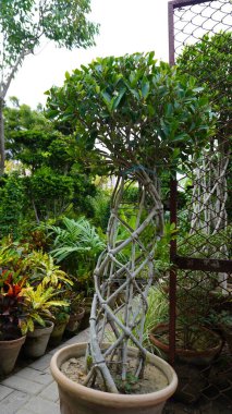 Potted tree with woven trunk among outdoor plants