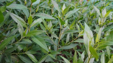 Close up dense green leafy branches filling frame