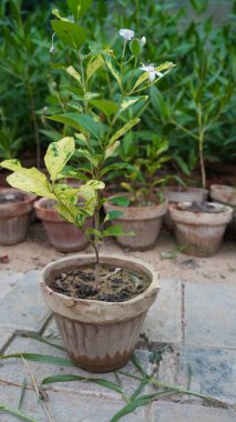 Small variegated plant in clay pot among others