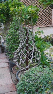 Green shrub in woven wooden cage among potted plants