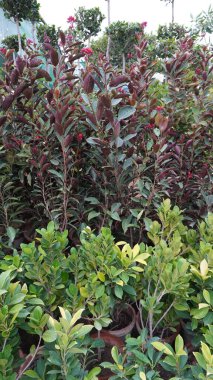 Tall leafy plants with burgundy leaves and red flowers