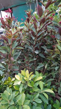 Red buds and mixed foliage behind bright green shrubbery