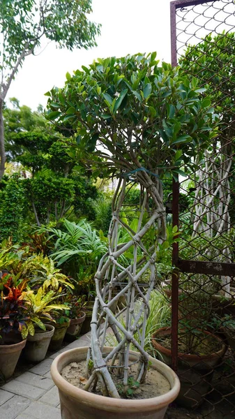 Potted tree with woven trunk among outdoor plants