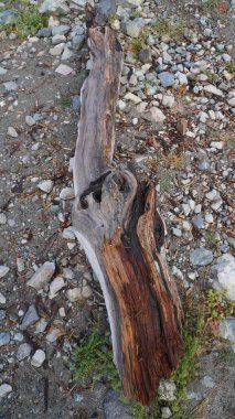 Yosun ve hayatta kalma kavramı ile kayalık zeminde uzanan yıpranmış, eğri büğrü dalların yakın çekimi.