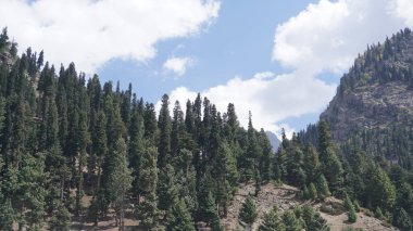 Parlak mavi bir gökyüzü ve kayalık bir uçurum, kozalaklı bir konsept karşısında her daim yeşil ağaçlardan oluşan manzaralı dağ ormanı.