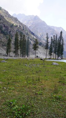 Çam ağaçları ve dağılmış kayalar ile manzaralı yeşil çayır puslu bir dağ yüzüne karşı, doğa konsepti.