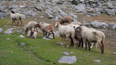 Koyun bej ve kahverengi paltolu kayalık bir yamaçta otluyor ve görünen kırmızı işaretler, çiftlik hayvanları konsepti.