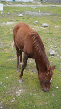 Kestane rengi at, arka planda dağınık kayalar olan yeşil çimlerde otluyor, hayvan konsepti..
