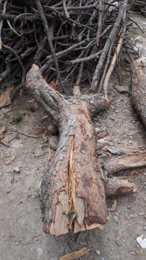 Büyük bir ağaç gövdesine yakın çekim. Sert kabuğu ve açıkta kalmış odunu var. Orman konsepti..