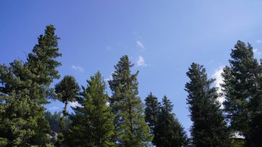 Parlak mavi gökyüzüne doğru uzanan uzun yeşil ağaçlar ince beyaz bulutlar, doğa konsepti..
