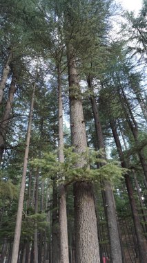 Yoğun bir ormandaki uzun ve yeşil ağaçların alçak açılı görüntüsü kaba kahverengi kabuk ve inzivaya çekilme kavramını gösteriyor..