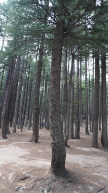 Koyu kahverengi ağaç kabuğu ve çam iğnesi zeminli uzun sedir ağaçlarının sakin orman sahnesi, orman konsepti..