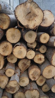 Üst üste dizilmiş odun kütüklerinin yakın çekimleri eşmerkezli büyüme halkalarını gösteriyor. Tekrarlayan dairesel bir desen, kalıp kavramı yaratıyor..