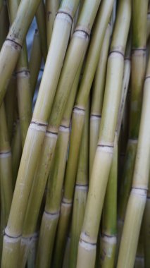 Taze yeşil şeker kamışının yakın çekim makrosu yatay halkalı sapları, katmanlı bir desen yaratıyor, tatlılık kavramı..