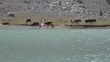 Sakin dağ gölünün kıyısında otlayan inekler sürüsü.