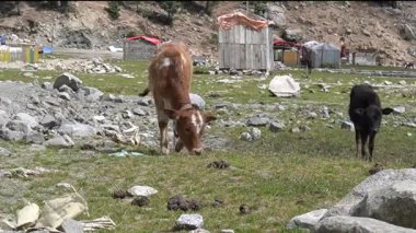 İnekler kayalık arazili engebeli bir dağ çayırında otluyor.