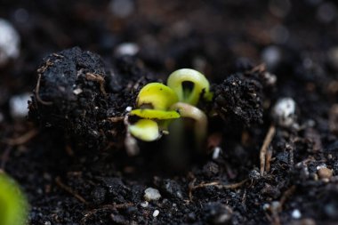Topraktan bir grup küçük filiz yükseliyor, yakın plan. Makro. Çevresel koruma. Agronomi.