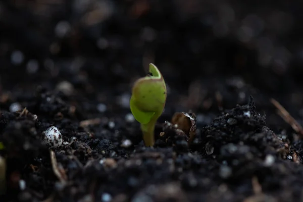 Οικολογικό προϊόν. Η γέννηση ενός νέου φυτού. Ένα πράσινο βλαστάρι φυτρώνει από το έδαφος. Γεωργικός κλάδος. — Φωτογραφία Αρχείου