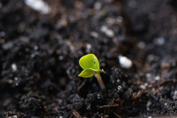 Agricoltura, l'ascesa di un germoglio dal suolo. Conservazione e protezione della natura. Una nuova vita. Un nuovo impianto. — Foto Stock